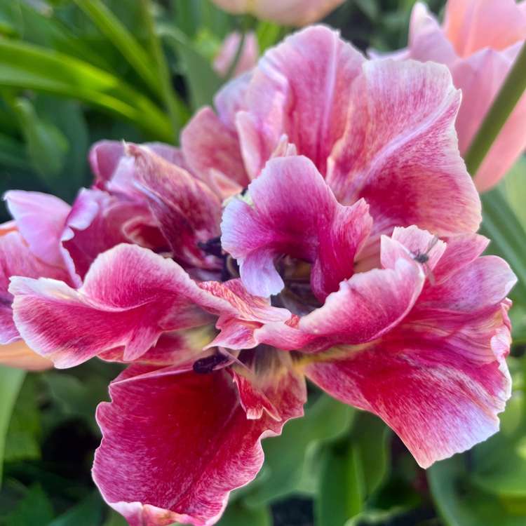 'Svaneke Delight' exklusiv lökmix